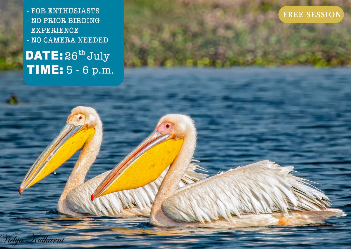 Event to understand migratory patterns of birds